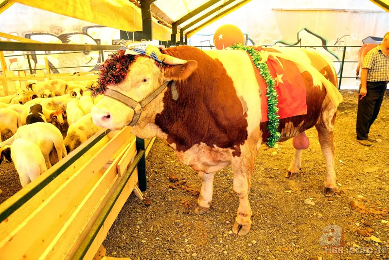 Kurbanlık fiyatları netleşti! Kurbanlık fiyatları son dakika il il açıklandı: 2022 koyun, keçi, dana fiyatları ne kadar, kaç TL oldu? 6