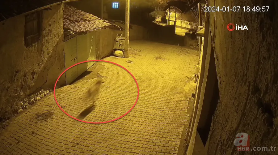 Kurt ile sokak köpekleri karşı karşıya! Böyle kovaladılar 1