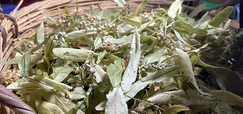 Havalar soğuyunca rahatlatıcı ve nefes açıcı etkisi olan ıhlamurun fiyatı uçtu