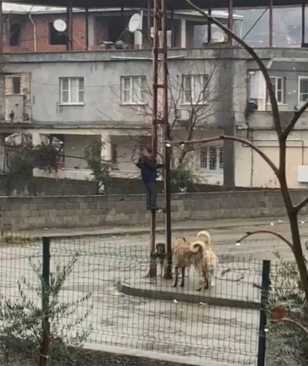 cocugun-yasam-savasi-sokak-kopeklerinden-kurtulmak-icin-bakin-ne-yapti-1641992124825.jpg Çocuğun yaşam savaşı! Sokak köpeklerinden kurtulmak için bakın ne yaptı - 1