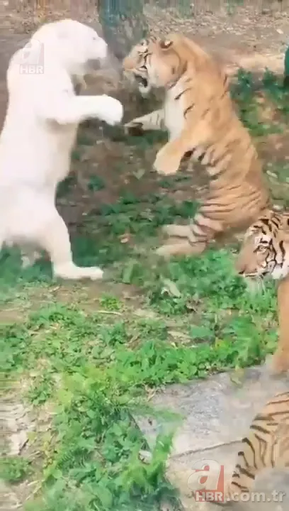 Beyaz aslan ve kaplanın karşılaşması nefesleri kesti! (Aslan Kaplan kavgası) 2