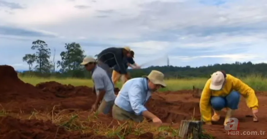 Karınca yuvasından sanat eseri çıktı 🐜 Vahşi doğanın usta mimarları! Otoban, yan yol ve patika bile yapmışlar 14