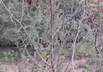 Adana Feke'de erik ağacı çiçek açtı