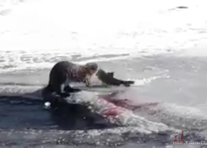 O ilimizde kıyıya yaklaşınca fark edildi! Hemen telefona sarıldılar 22