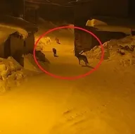 Kurtlar köyü sardı! Muhtar ahıra giderken...