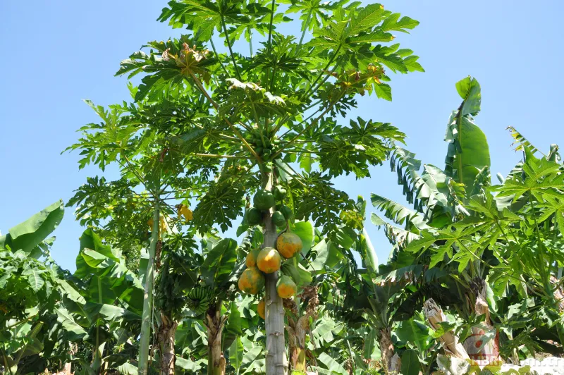 Türkiye’de bir ilk! Tropikal bahçede kahve meyvesi yetiştirdi, kilosunu 400 TL'den satıyor 10