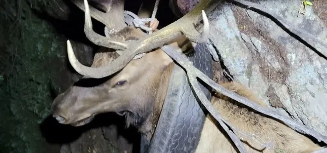 Yıllardır boynunda araba lastiğiyle gezen geyik kurtarıldı