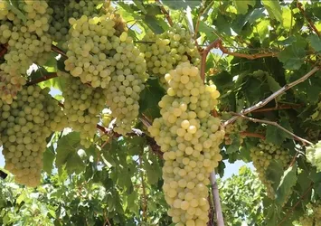 Rusya'ya 57 milyon dolarlık yaş üzüm ihracatı