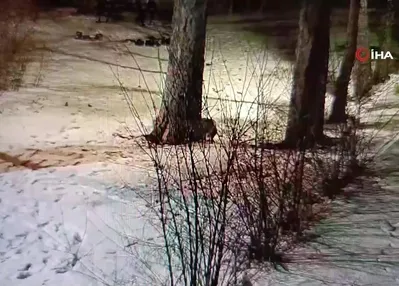 Kars’ta oyun oynayan tilkiler kamerada