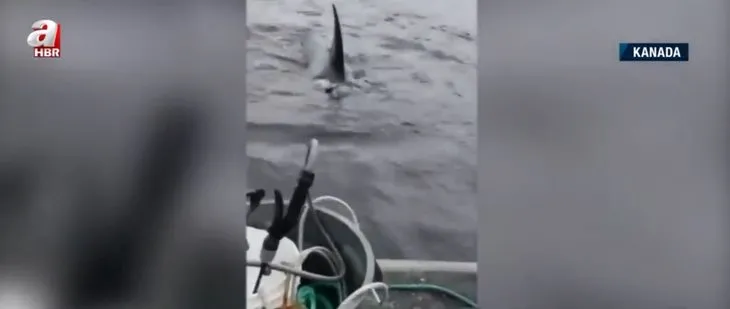 Katil balinalardan kaçmak için tekneye atladı! Genç kadının korku dolu anları | Sosyal medyada genç kadına tepki