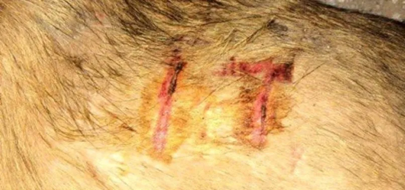 Sakarya Arifiye'de vahşet! Köpeğe görülmemiş işkence