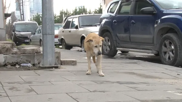 1642675122305.jpg İstanbul'da 'köpek' kavgası: Hayvana taş attım - 3