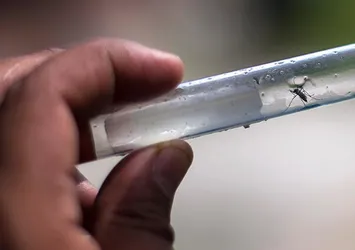 Filipinler'de dang humması salgını