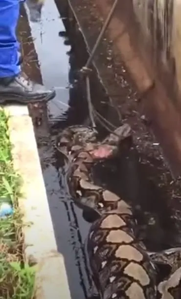 Dev piton yılanı 54 yaşındaki kadını canlı canlı yuttu! Midesinden böyle çıkarıldı