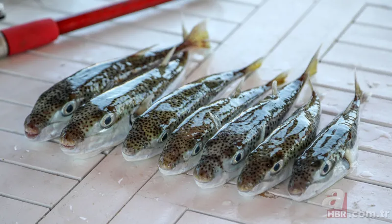 Balon balığı insana saldırır mı | Yiyen ölüyor! Binlerce insan bu balığı tanımıyor 6