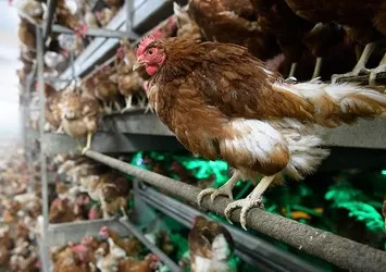 Almanya'da kuş gribi yayılıyor