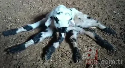 Diyarbakır’da eşi benzerine az rastlanır olay! Diğerlerinden çok farklı: Ahtapota benziyor🐙