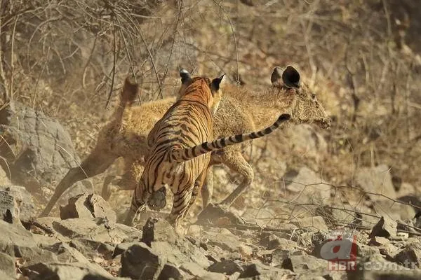 Vahşi doğadan inanılmaz görüntüler 6