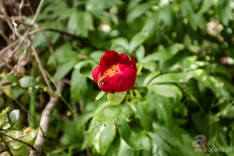 İstanbul'da çok nadir görülüyor! Bu çiçek koparanın elini yakıyor! İşte cezası... 4