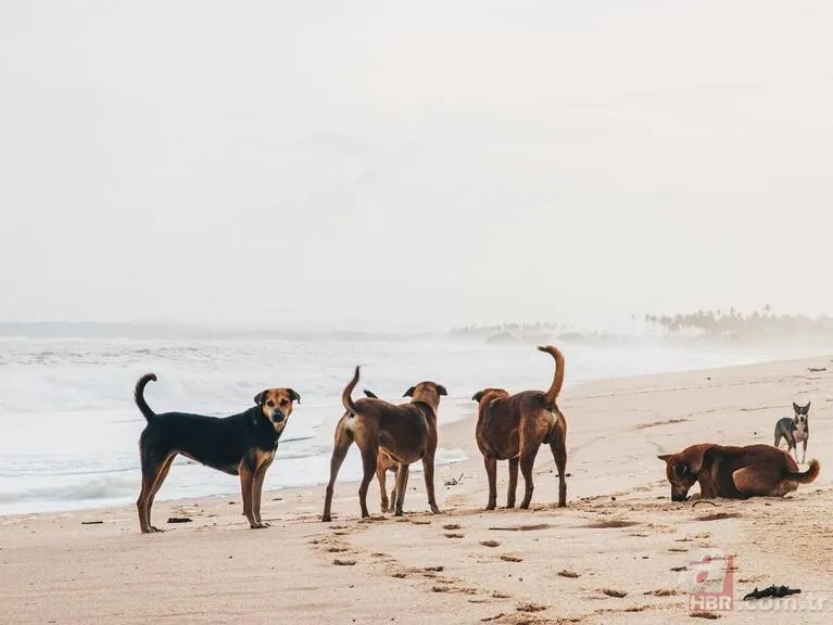 Ekşi Sözlük skandalı bitmek bilmiyor! 'Bir çocuğu mu kurtarırsınız yoksa bir köpeği mi?' sorusuna mide bulandıran cevaplar 7