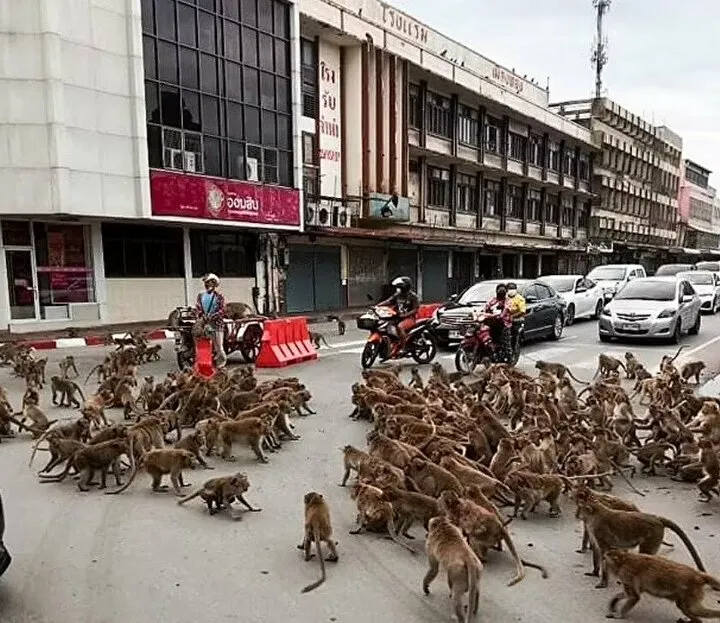 Şehirde maymun istilası! Birbirlerine saldırdılar