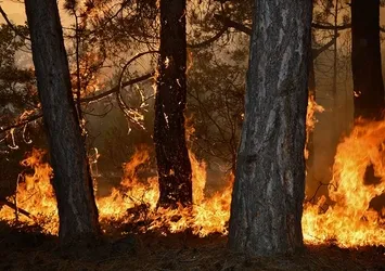Eskişehir'de orman yangını