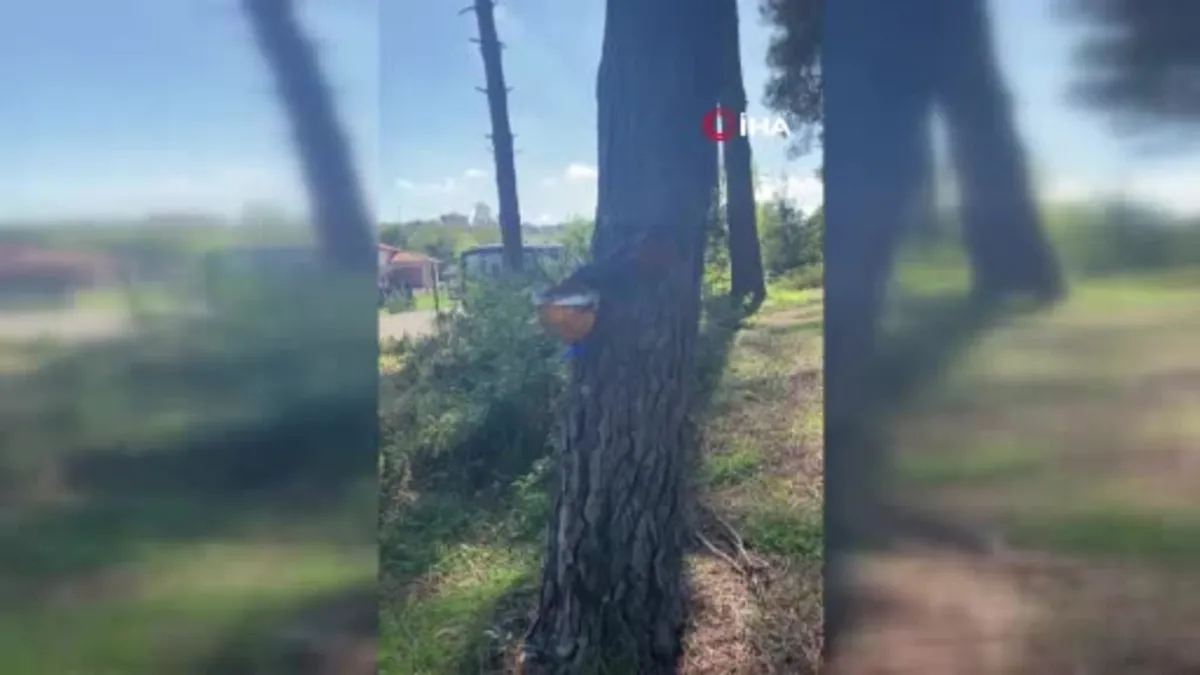 Sinop’ta su içen sincap kamerada
