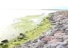 Önce ölü balıklar, şimdi yosun istilası