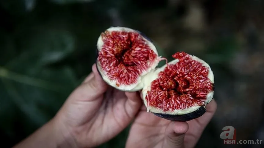 Ciğerlerinizi dinlendirecek! İbn-i Sina'dan astım hastalığına doğal çözüm! 2 tanesini karıştırıp... 13