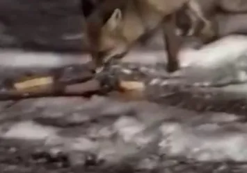 Aç kalan tilkiyi elleriyle besledi