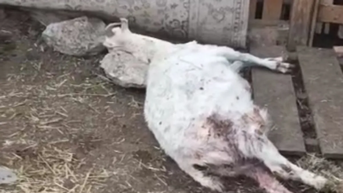 Kayseri'de yabani hayvanların saldırısına uğrayan 11 keçi öldü