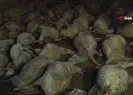 Ağıla girince şoke oldu