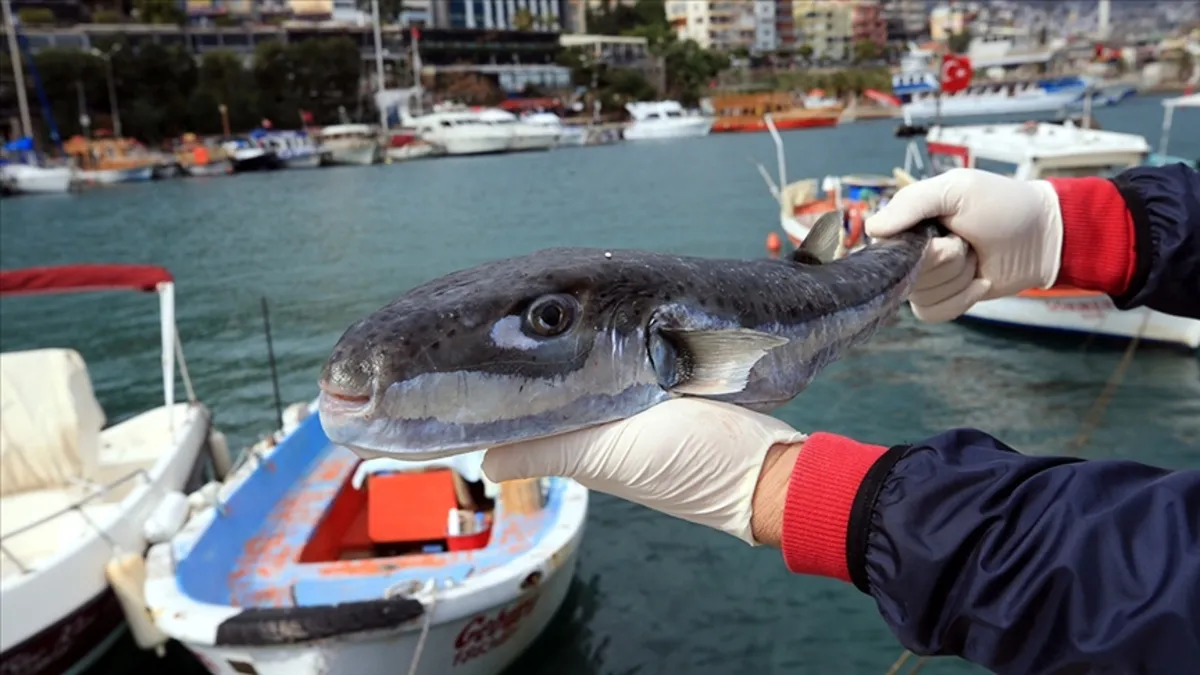 Balon balığı avcılığına yönelik destekleme tutarı artırıldı