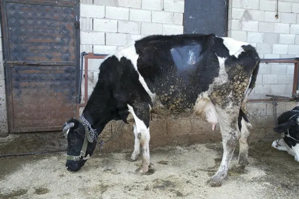 1614811078167.jpg İneğin karnından çıkanlar şoke etti! Tam 15 kilogram halat ve çivi ameliyatla alındı - 4