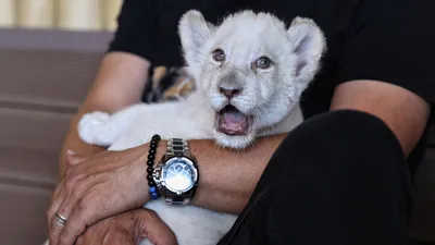 Türkiye’nin ilki! Nesli tükenmek üzere