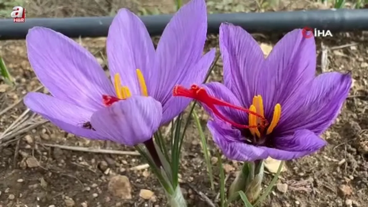 Soğuk hava dünyanın en pahalı baharatında erken çiçek açtırdı