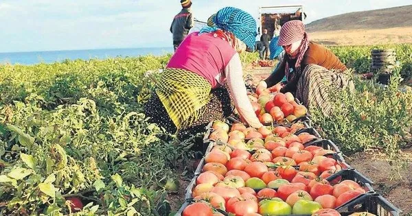 gida-krizine-5li-formul-tarim-ve-orman-bakanligi-dugmeye-basti-turkiye-gidasini-guvence-altina-aliyor-1673413810251.jpeg Gıda krizine 5'li formül! Tarım ve Orman Bakanlığı düğmeye bastı | Türkiye gıdasını güvence altına alıyor - 1