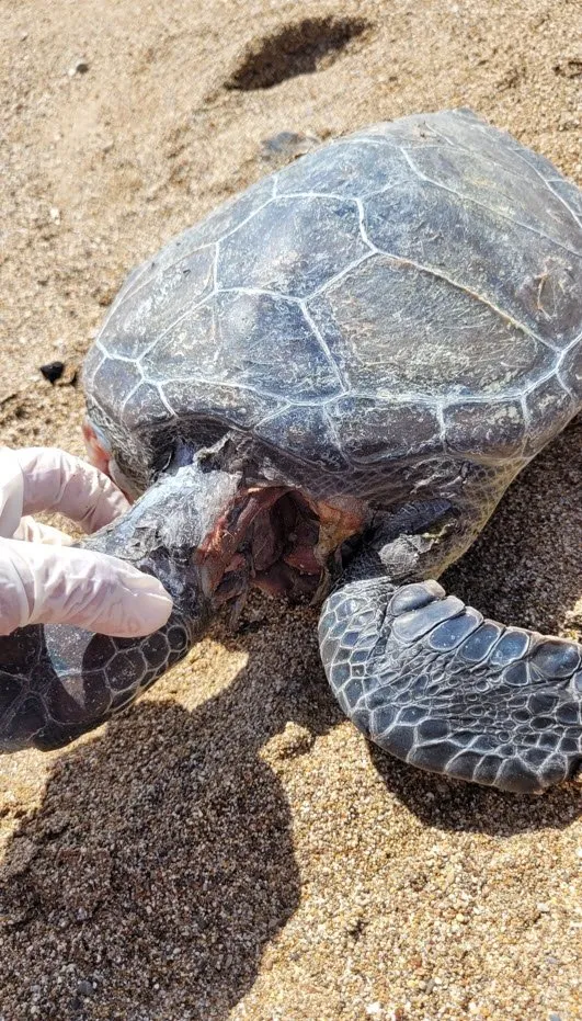 Nesli tehlikede! Yeşil deniz kaplumbağası ölüsü kıyıya vurdu