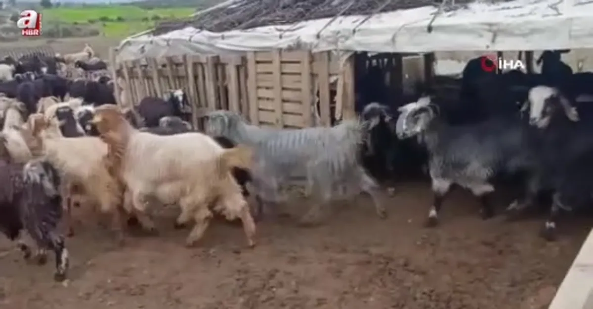 Sokak köpekleri 25 keçiyi telef etti