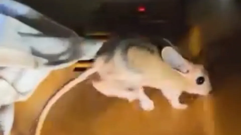 Nesli tükenmekte! Elazığ’da görüldü