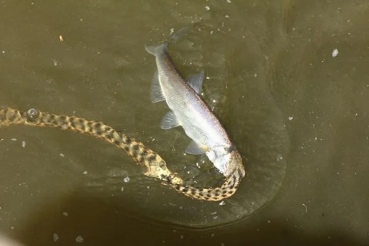 Yılanlar Van Gölü’nde böyle avlanıyor