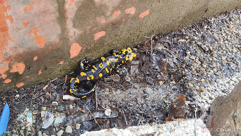 Bacavan Yaylası'nda görüntülendi! Defalarca fotoğrafını çektiler 11