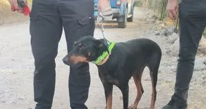 Tina sahibi Korhan Berzeg’i arıyor