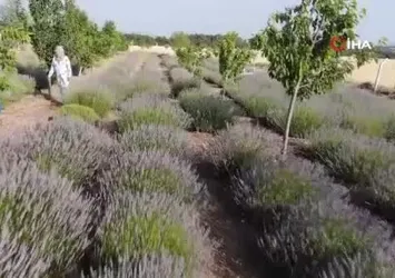 Lavanta bahçesinde hasat başladı