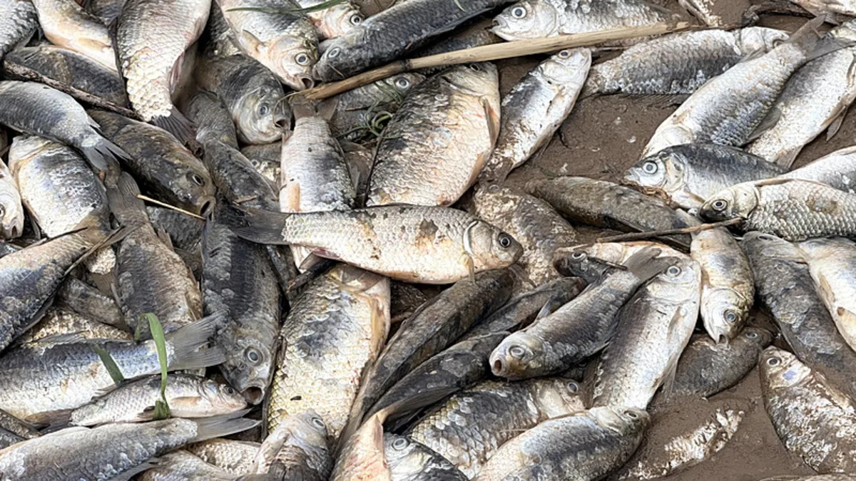 Diyarbakır'da aşırı yağışlar sonrası suyun geri çekilmesiyle balıklar telef oldu