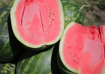 Yapay zeka pazara indi! Karpuz seçimi artık onda