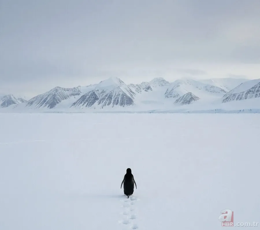 Tek başına yürüyen penguen olayı nedir, hangi belgeselde yayınlandı? Nihilizm ne demek? 5