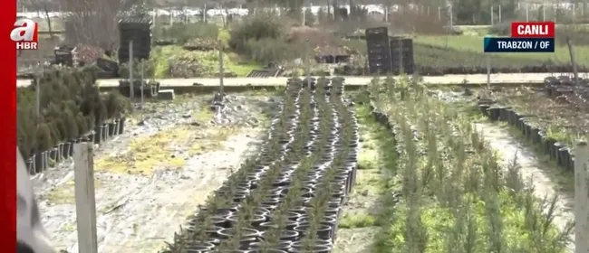 Türkiye Yüzyılı’nda tarım, ormancılık ve hayvancılık! A Haber ekipleri sahada