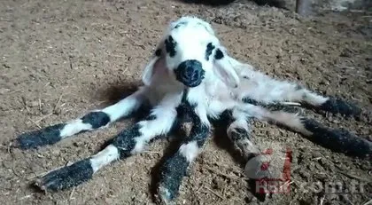 Diyarbakır’da eşi benzerine az rastlanır olay! Diğerlerinden çok farklı: Ahtapota benziyor🐙