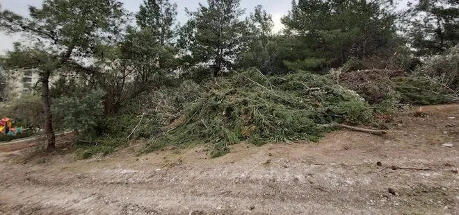 Sözde çevreci CHP’li İzmir Büyükşehir Belediyesi’nden katliam: 50 yıllık çam ağaçlarını kestiler